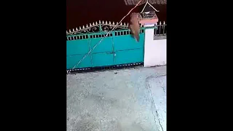 Леопард напал на собаку. Это не Приморье