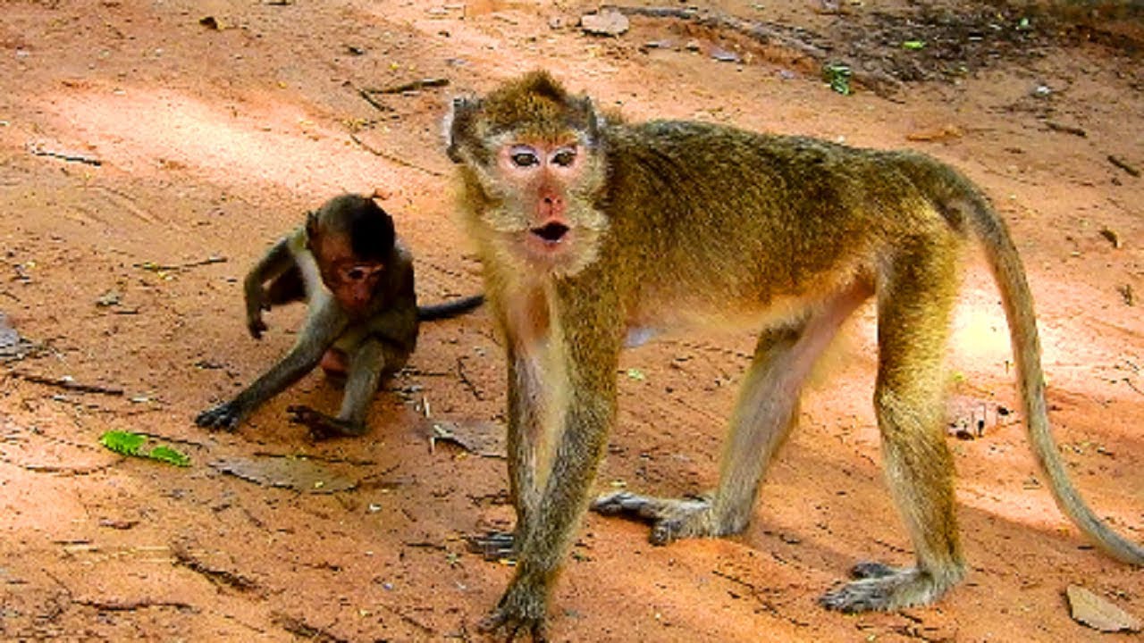 Amari & deedee crying loudly ! What happen? Monkey finding Acheb , Best team monkey