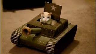 Bonfire (cursed cats edition)