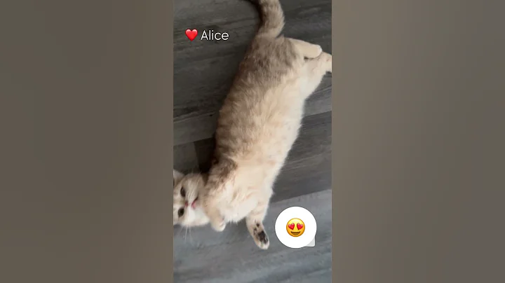 Video 8614441: mainecoons mainecoonkitten, scottishfold mainecoon, cattery britishshorthair, britishshorthair cat love