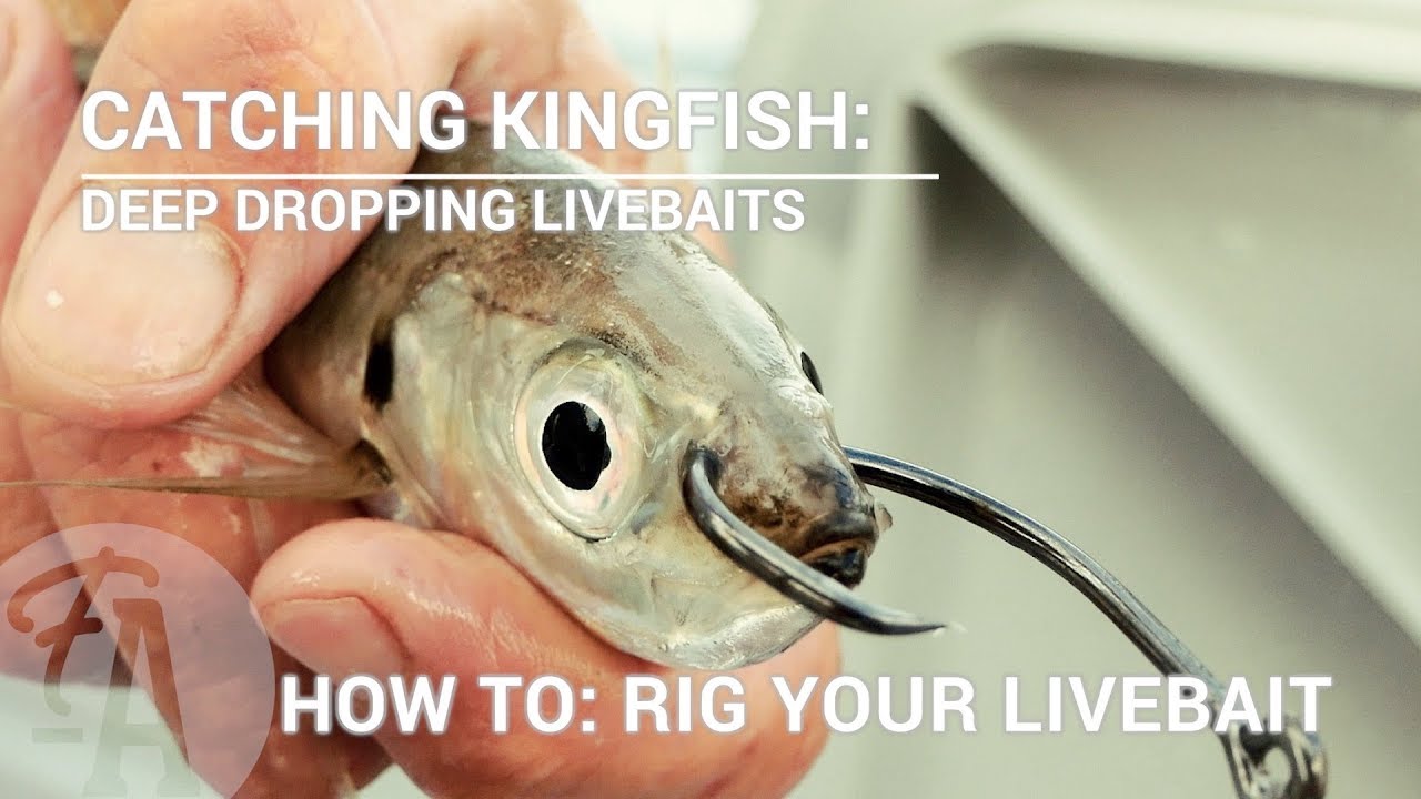 Catching Kingfish: How to rig a live bait - deep dropping or slow trolling  