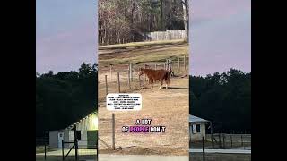 ‼️Watch this horse video. You won’t believe this shocking horse behavior!