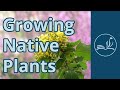 Growing native plants