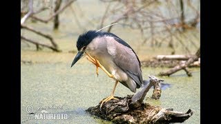 صوت الصيومي او طائر الليل صوت صافي