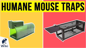 9 Best Humane Mouse Traps 2020