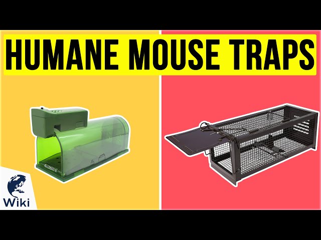 Best Humane Mouse Traps 2018 — Tips for Humane Mouse Traps