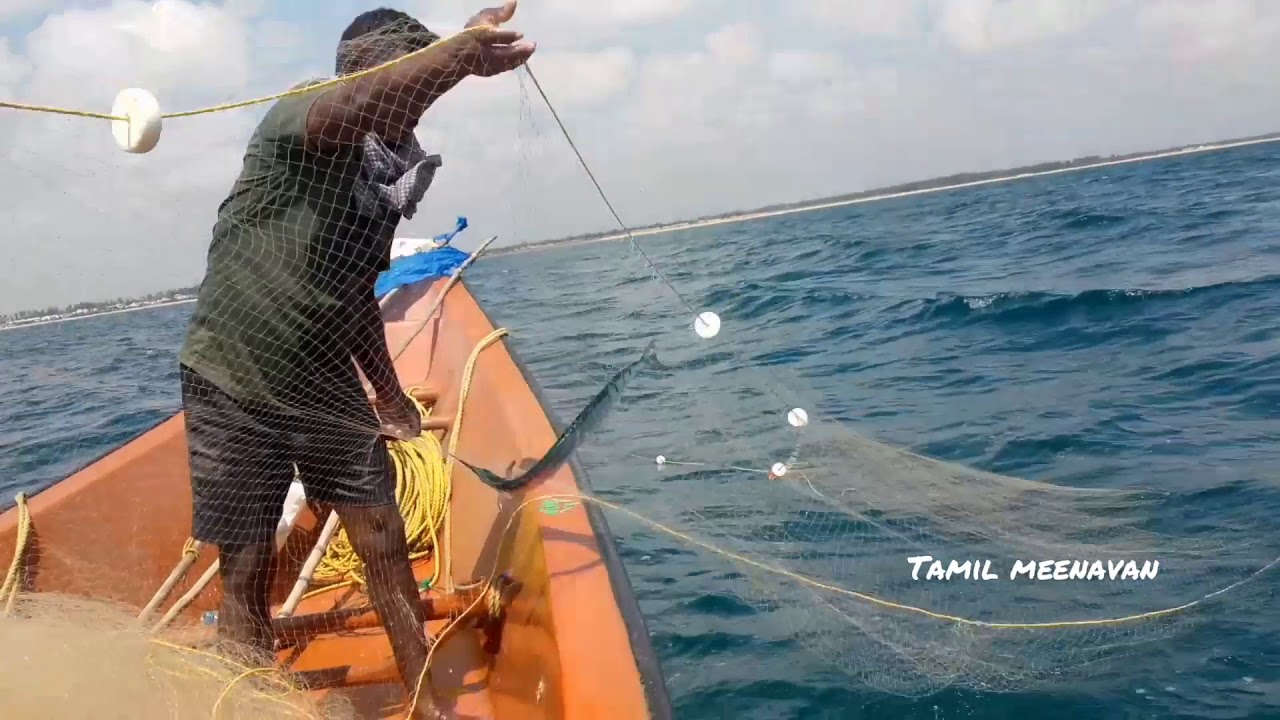 Traditional net fishing In tamilnadu seashore YouTube
