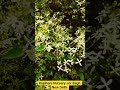 Rajdhani Nursery|| nursery Plant|| #music #flute #shorts