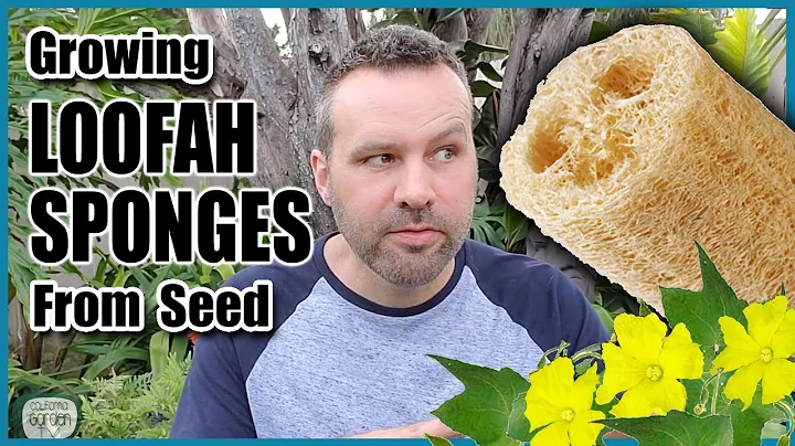 Learn How to Grow Your Own Loofah Sponges From Seed!