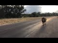 Lion taking a casual stroll on the road during sunrise