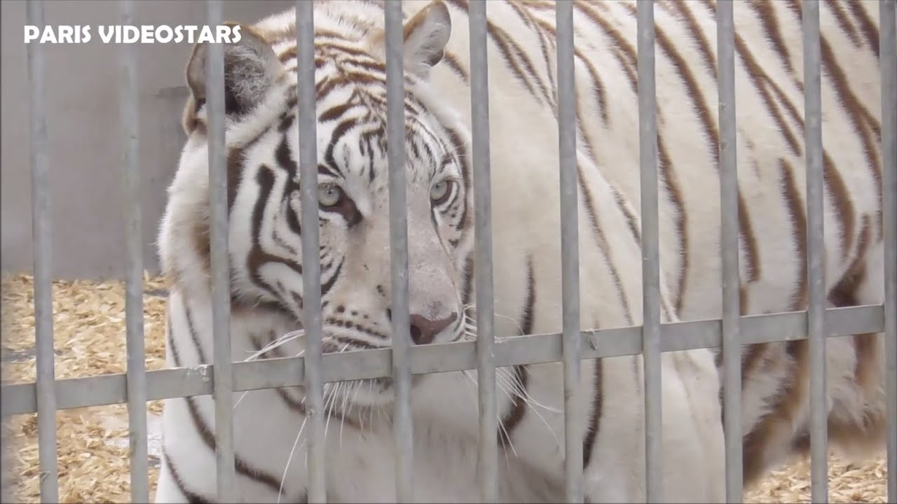 Ménagerie Tigre blanc et Lion du Cirque Franco-Belge - animaux @ Rosny sous Bois 25 avril 2025