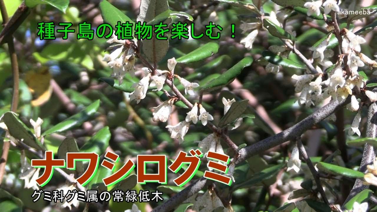 ナワシログミ - 種子島の樹木・花木 - ふるさと種子島