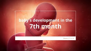 Baby's Development in Month 7 of Pregnancy | Fetal Growth and Development screenshot 3