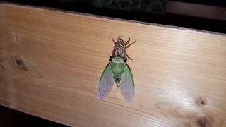 Cicada Molting