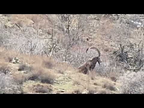 তাজিকিস্তানের সবচেয়ে বড় আইবেক্স 2022 #ibex #nature #animales #tajikistan #wildlife #animales #travel