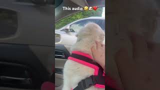This audio 🤣🐶❤️ #dogs #dogshorts #dogsofyoutube #cutedogs #funnydogs #pets #cutepets #fyp