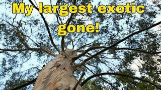 I Had to Cut Down My 50ft Eucalyptus Tree… Here’s Why