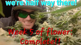 [UPDATE] Pineapple Express & Thug Roze clones, end of week 5 of flower cycle