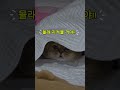 어디 숨어 있어??? @깃털유머 #munchkin #cat #catshorts #cute #고양이 #먼치킨고양이 #cutecat #feline #shortvideo