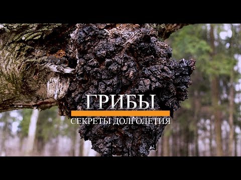 ГРИБ ЧАГА. ПОЛЕЗНЫЕ И ЛЕЧЕБНЫЕ СВОЙСТВА. СЕКРЕТЫ ДОЛГОЛЕТИЯ