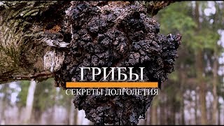 ГРИБ ЧАГА. ПОЛЕЗНЫЕ И ЛЕЧЕБНЫЕ СВОЙСТВА. СЕКРЕТЫ ДОЛГОЛЕТИЯ