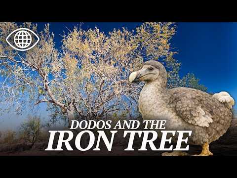 The Mystery of the Dodo and the Ironwood Tree | Science Documentary - BF
