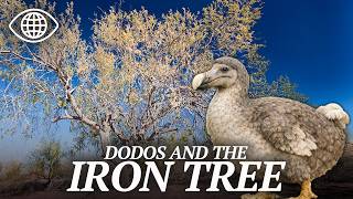 The Mystery of the Dodo and the Ironwood Tree | Science Documentary - BF