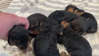 Rosie-Caesar 3/17/24 Airedale puppies 2 weeks old by Anne's Pups  138 views 2 weeks ago 2 minutes, 17 seconds