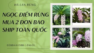 Lan rừng Ngọc Điểm 16/05  | giá rẻ | Hà Lan rừng 0388444588