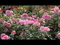 【4K】谷津バラ園(千葉県)2024年5月14日の様子 May 14,2024 Spring roses Japanese rose garden