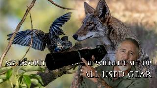 My favorite used full frame wildlife rig - Canon R5 and 800 F11 lens