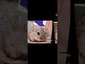 flappy and friends meme #funny