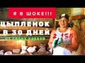 Я в ШОКЕ!!! Цыпленок в  30 дней- 2150г. Цыплята выведены от своих бройлеров