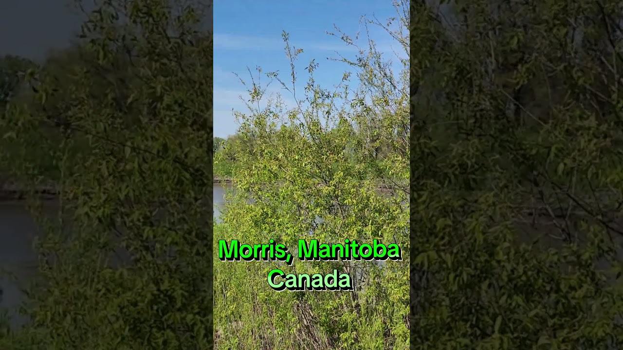 Morris, Manitoba,  Canada 🇨🇦