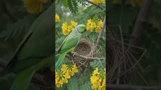 green parrot are enjoying another bird 🐦🐦 #birds #parrot #birdlovers