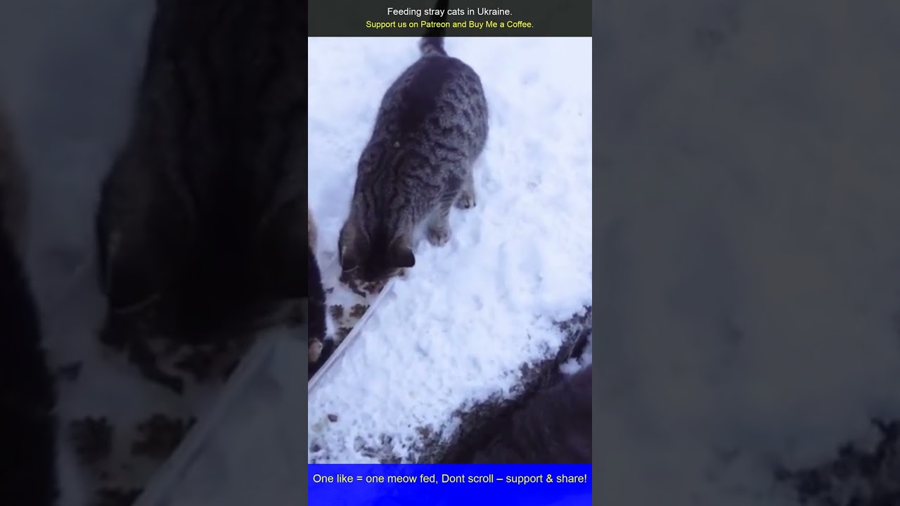 One Bag of Food for Cats in Ukraine