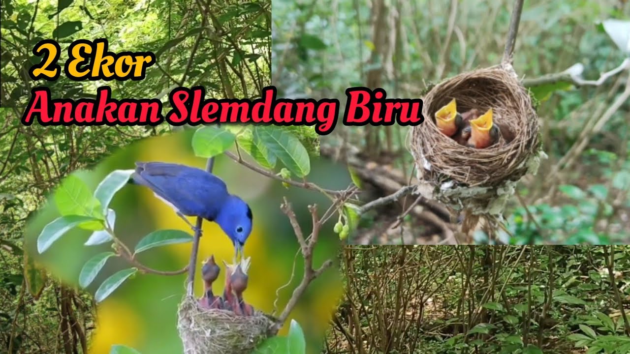 Habitat Burung Selendang Biru: Penghuni Hutan yang Indah