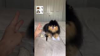 Best out of 5 is the winnner  rockpaperscissors pomeranian dog