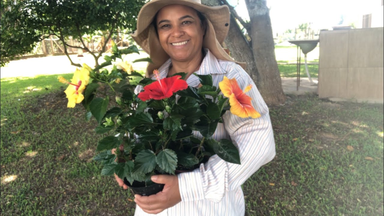 IBISCO PLANTA MARAVILHOSA.