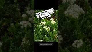 Honor Magic 7 Pro 2026 Nasıl Zoom Yapiyor? #honormagic7pro #honor #magicos10