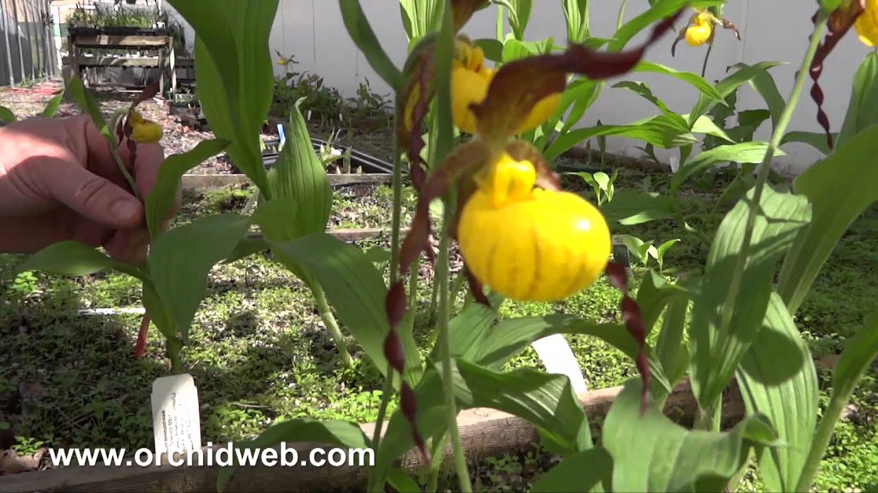OrchidWeb - Cypripedium parviflorum var. pubescens