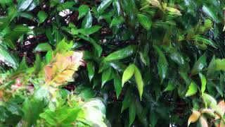 Rain to Sleep 🌧️ Soft Rainfall Sleep Aid for Deep Rest and Quiet Relaxation