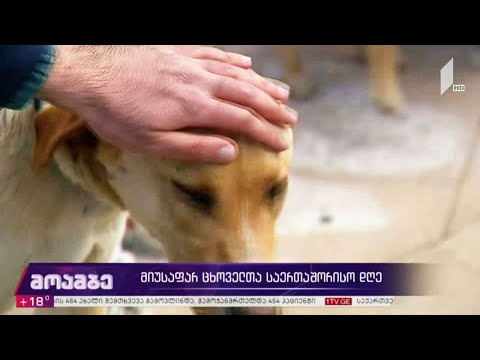 მიუსაფარ ცხოველთა საერთაშორისო დღე