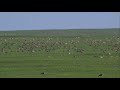 Тысячи сайгаков в бескрайних казахских степях