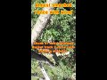 Cutting Tree Over fence, Chunk of wood Barley misses boom truck and fence