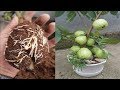 New Method - Guava Tree Air layer Propagation with Sugar Cane And Canxi  Oxit