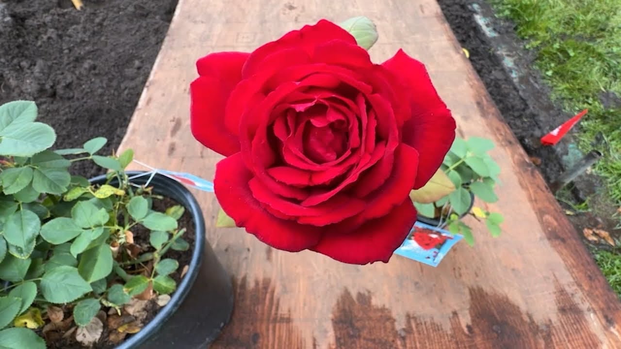 Specially-developed 'Grateful Dead' roses on display at Golden