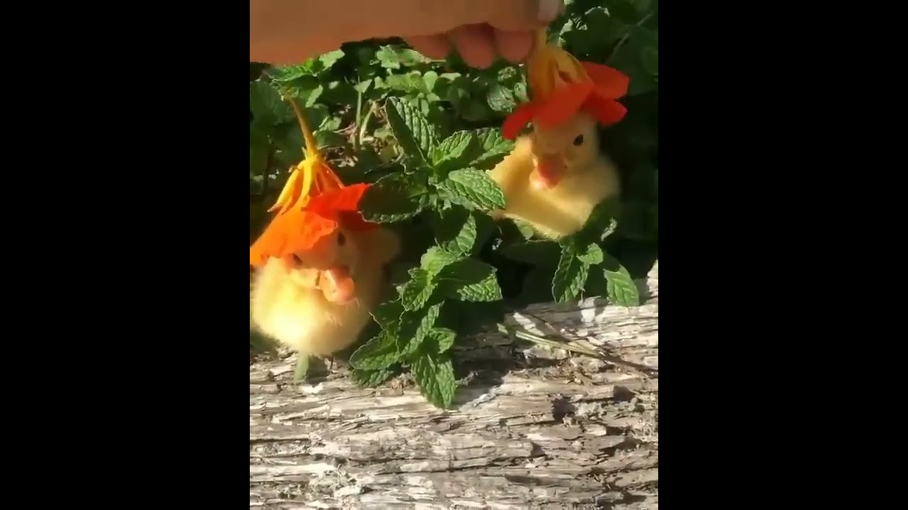2 ducks wearing a flower hat
