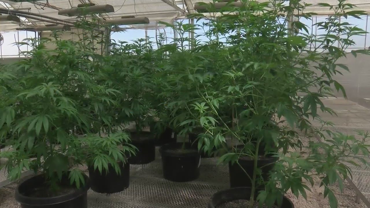 New Mexico Cannabis Control Division revises some rules for licensed producers