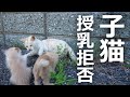 【授乳拒否】子猫が吹っ飛ばされる!?その結果…